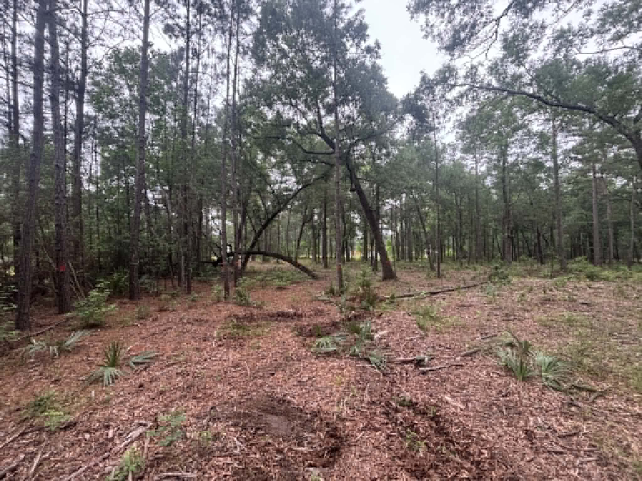 Before - Wooded site in Wallisville, TX
