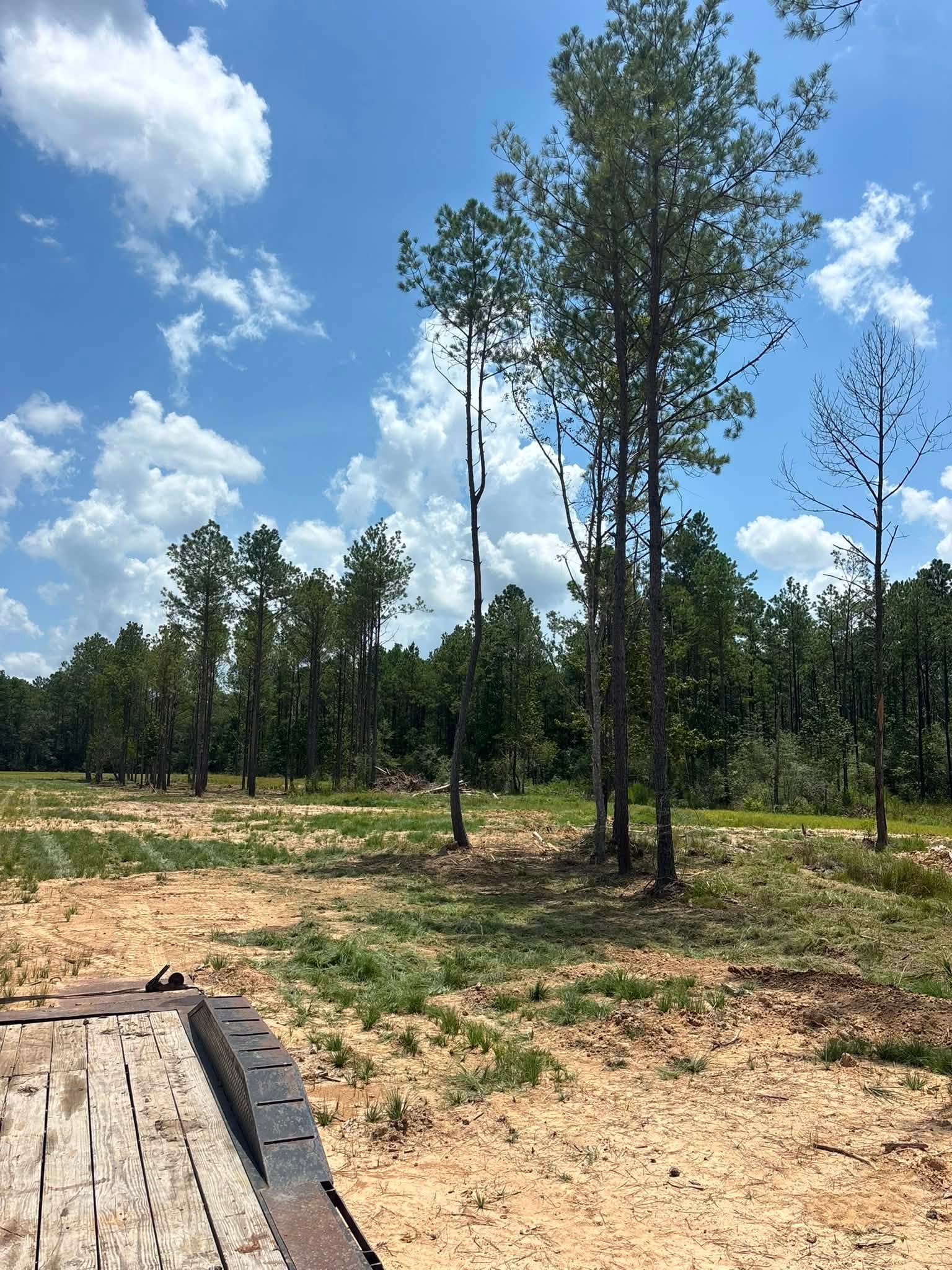 Forestry mulched property with mature pines left standing