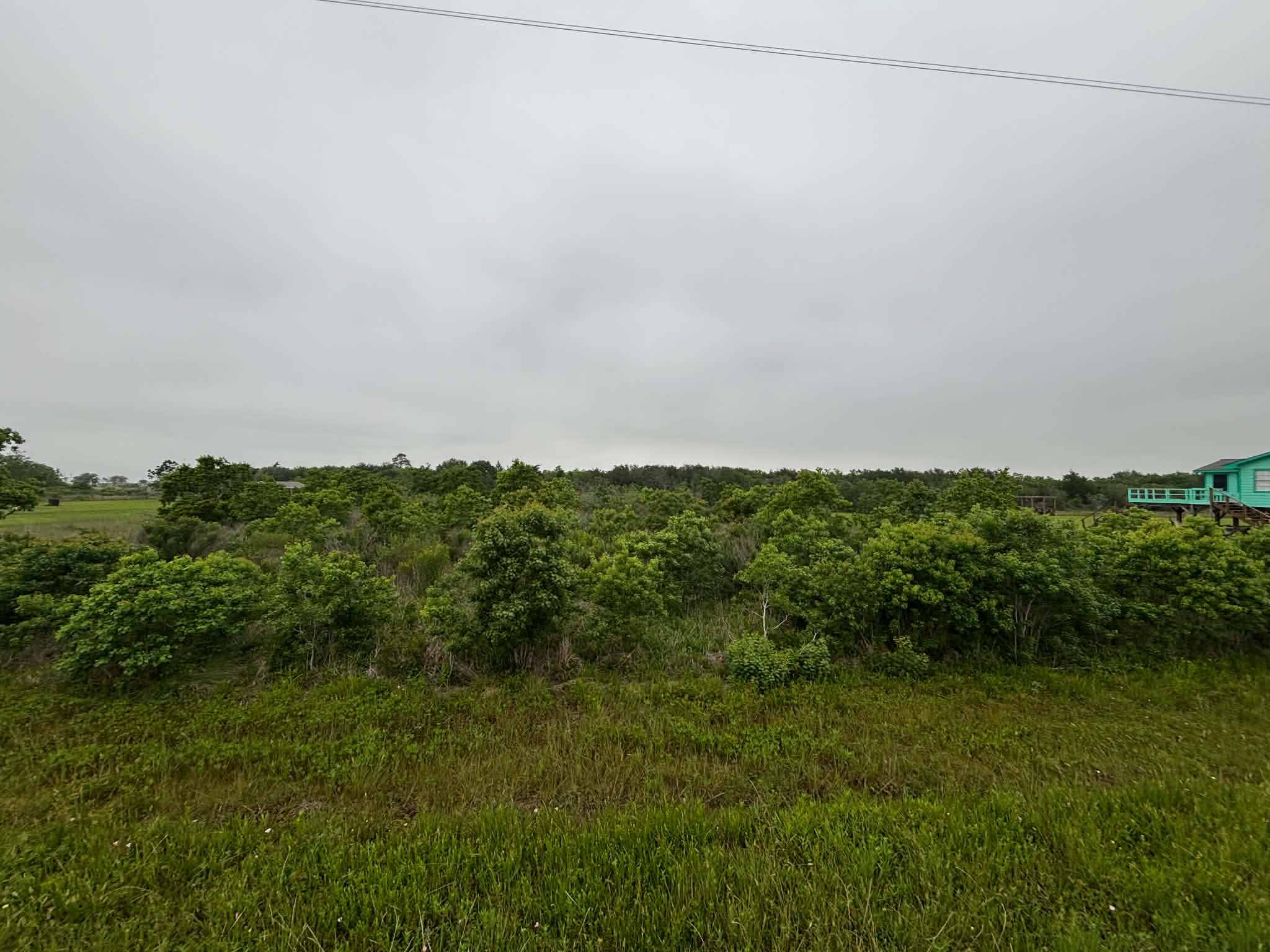Before - Overgrown brush and scrub trees in Smith Point, TX
