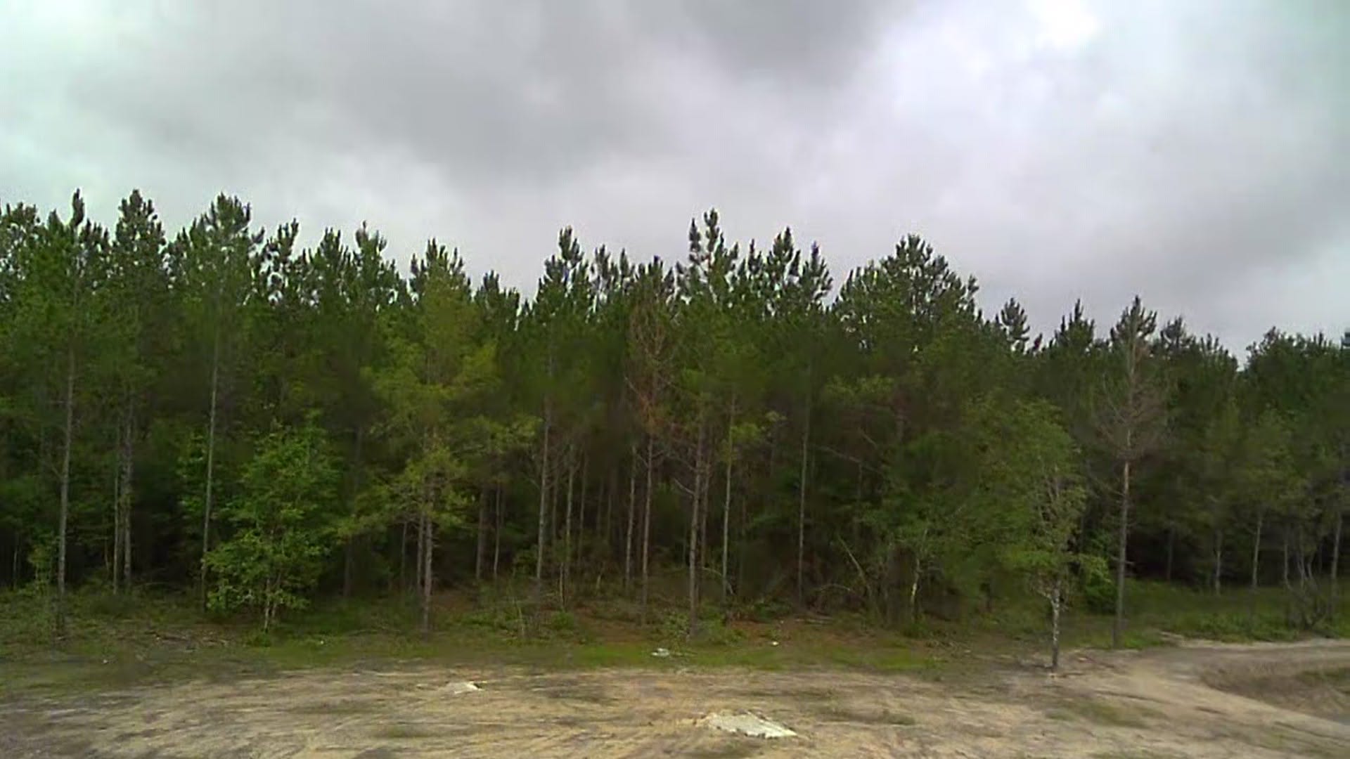 Before - Dense undergrowth beneath pine timber in Kountze, TX